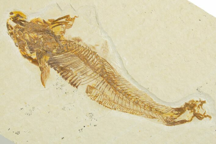 Bargain, Fossil Fish (Diplomystus) - Wyoming #355678